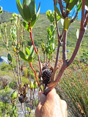 Leucadendron discolor, photograph (c) Adele SL, some rights reserved (CC BY)