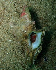 Pterochelus triformis