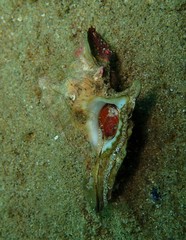 Pterochelus triformis