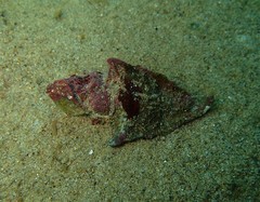 Pterochelus triformis