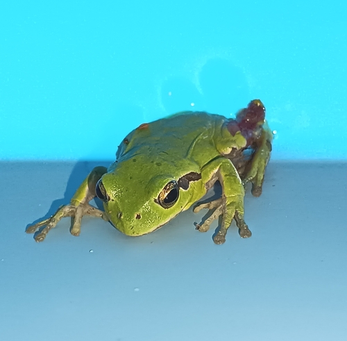 Avistamiento Ranita meridional