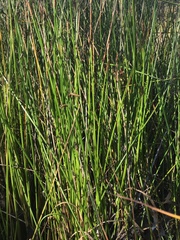Eleocharis acuta