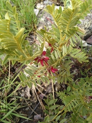 Indigofera sutherlandoides