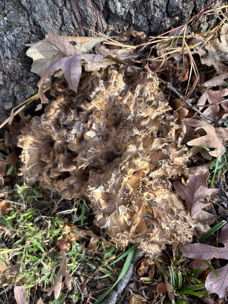 Grifola frondosa · November 2025 · photo: © kefreecomo (iNaturalist, cc-by)