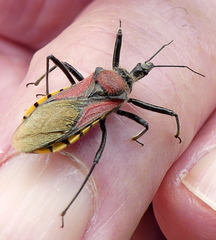 Rhynocoris segmentarius