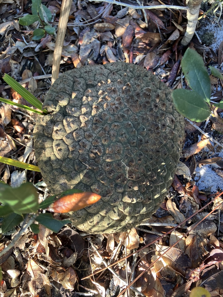 Amanita westii