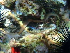 Gymnothorax melatremus
