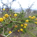 Acacia hockii