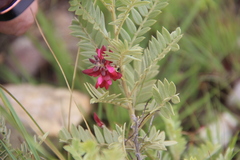 Indigofera sutherlandoides