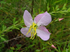 Rhexia mariana mariana
