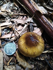 Tricholoma viridiolivaceum