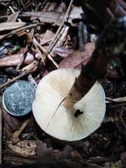 Tricholoma viridiolivaceum