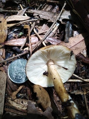 Tricholoma viridiolivaceum