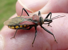 Rhynocoris segmentarius