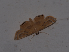 Cataclysta angulata