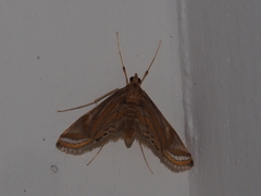 Eoophyla gibbosalis