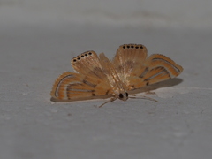 Cataclysta angulata