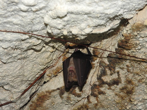 Rhinolophus ferrumequinum
