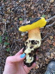 Aureoboletus citriniporus