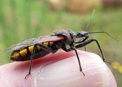 Rhynocoris segmentarius