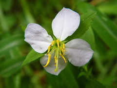Rhexia mariana mariana