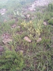 Indigofera sutherlandoides