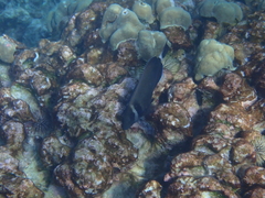 Acanthurus leucopareius