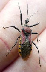 Rhynocoris segmentarius