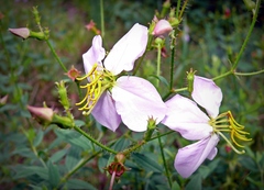 Rhexia mariana mariana