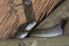 Dendroaspis polylepis