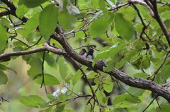 Spermestes bicolor nigriceps