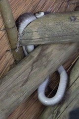 Dendroaspis polylepis