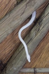 Dendroaspis polylepis