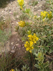 Lasiosiphon kraussianus