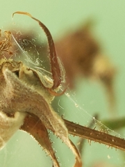 Amphitetranychus viennensis