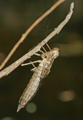 Anax aurantiacus