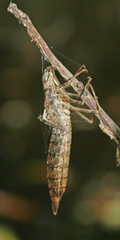 Anax aurantiacus