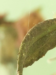 Amphitetranychus viennensis