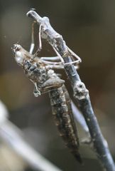 Anax aurantiacus