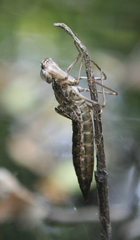 Anax aurantiacus