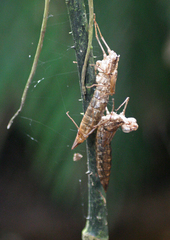 Anax aurantiacus