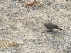 Geopelia striata