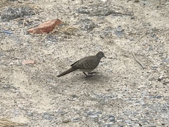 Geopelia striata