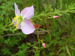 Rhexia mariana mariana