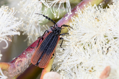 Pseudolycus haemorrhoidalis