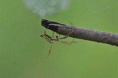 Leucauge levanderi