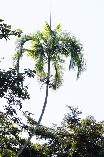 Hydriastele longispatha