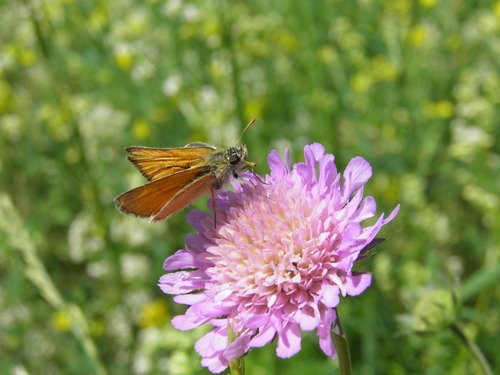 Raudonbuožis Storgalvis