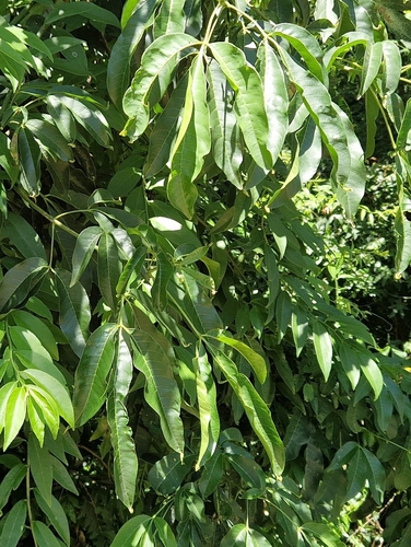 Balfourodendron riedelianum (Balfourodendron riedelianum)