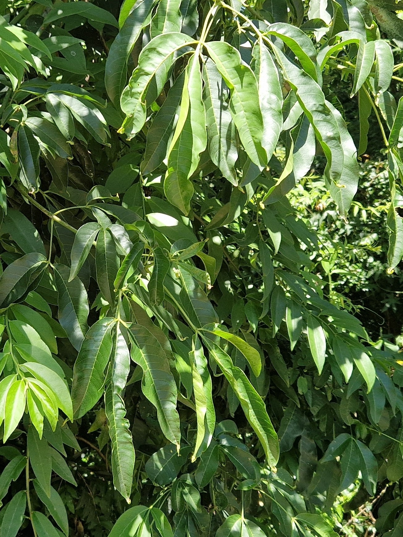 Balfourodendron Riedelianum (Balfourodendron riedelianum)